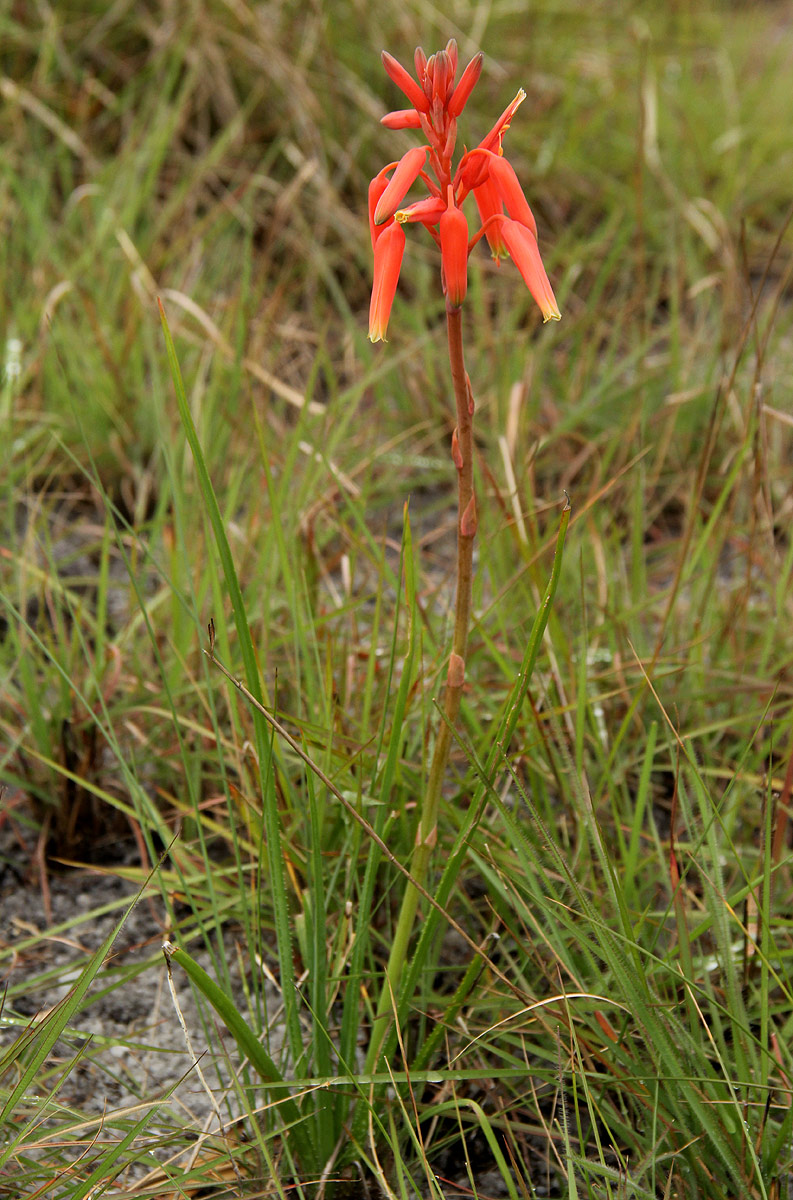 Aloe plowesii