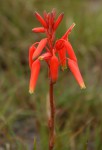 Aloe plowesii