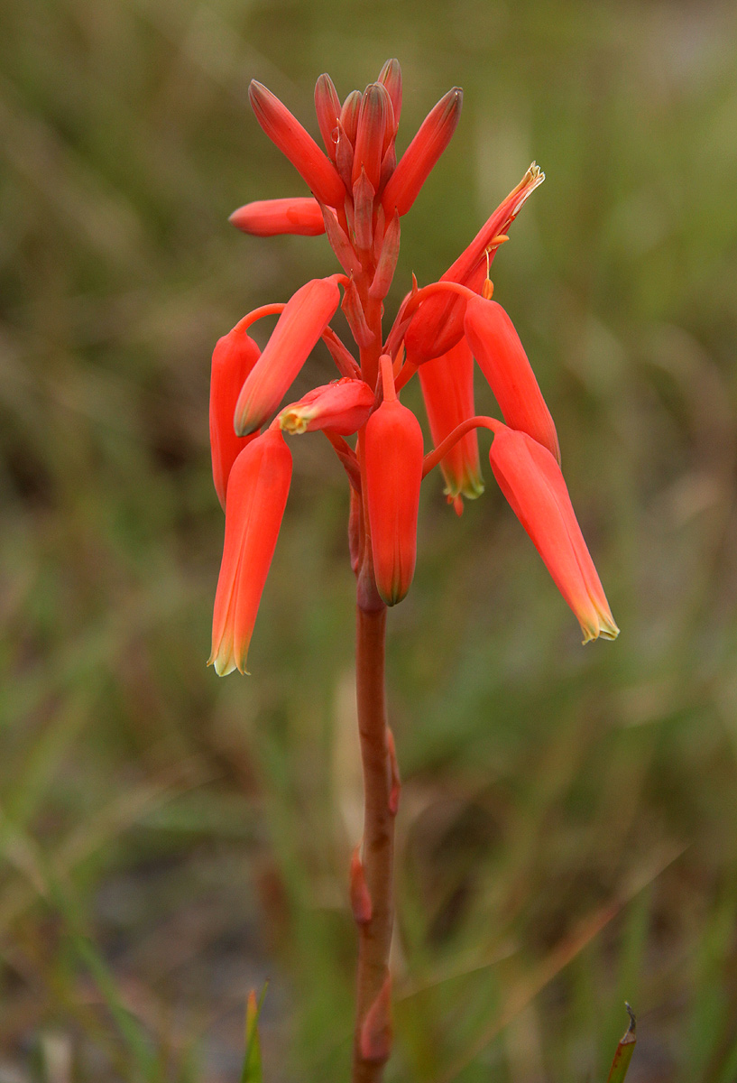 Aloe plowesii