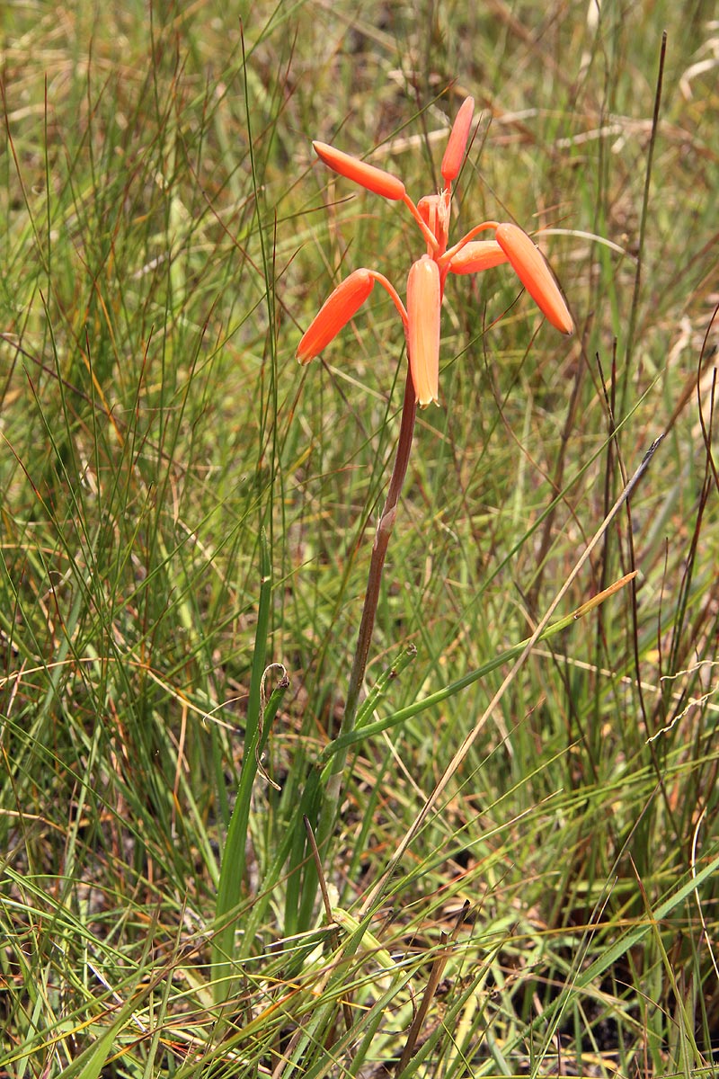 Aloe plowesii
