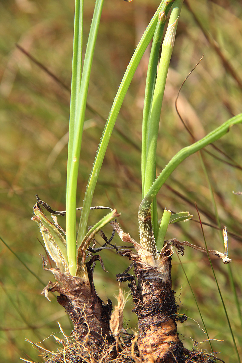 Aloe plowesii
