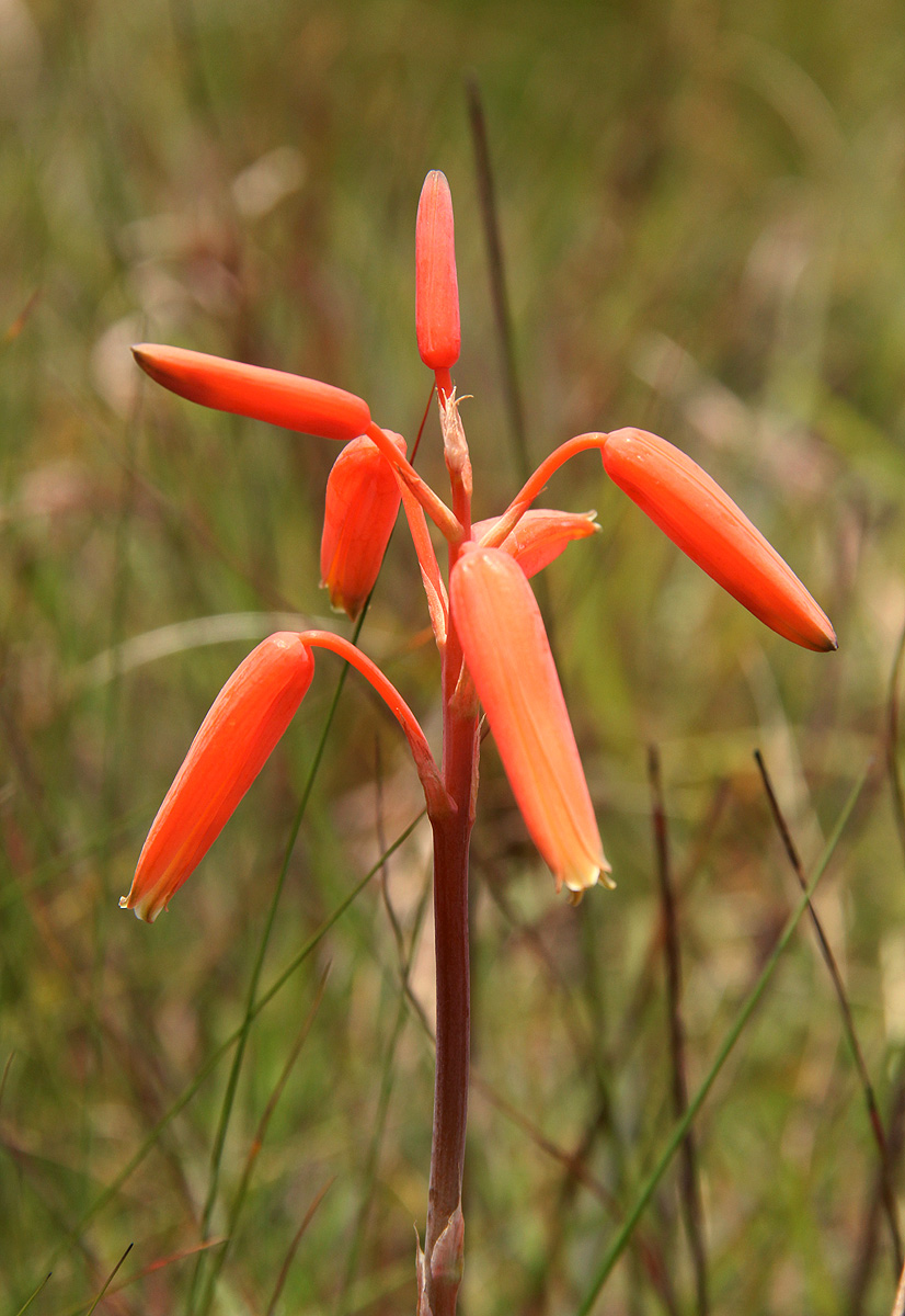 Aloe plowesii