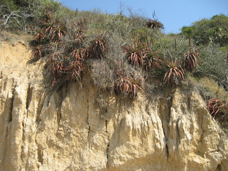 Aloe spicata
