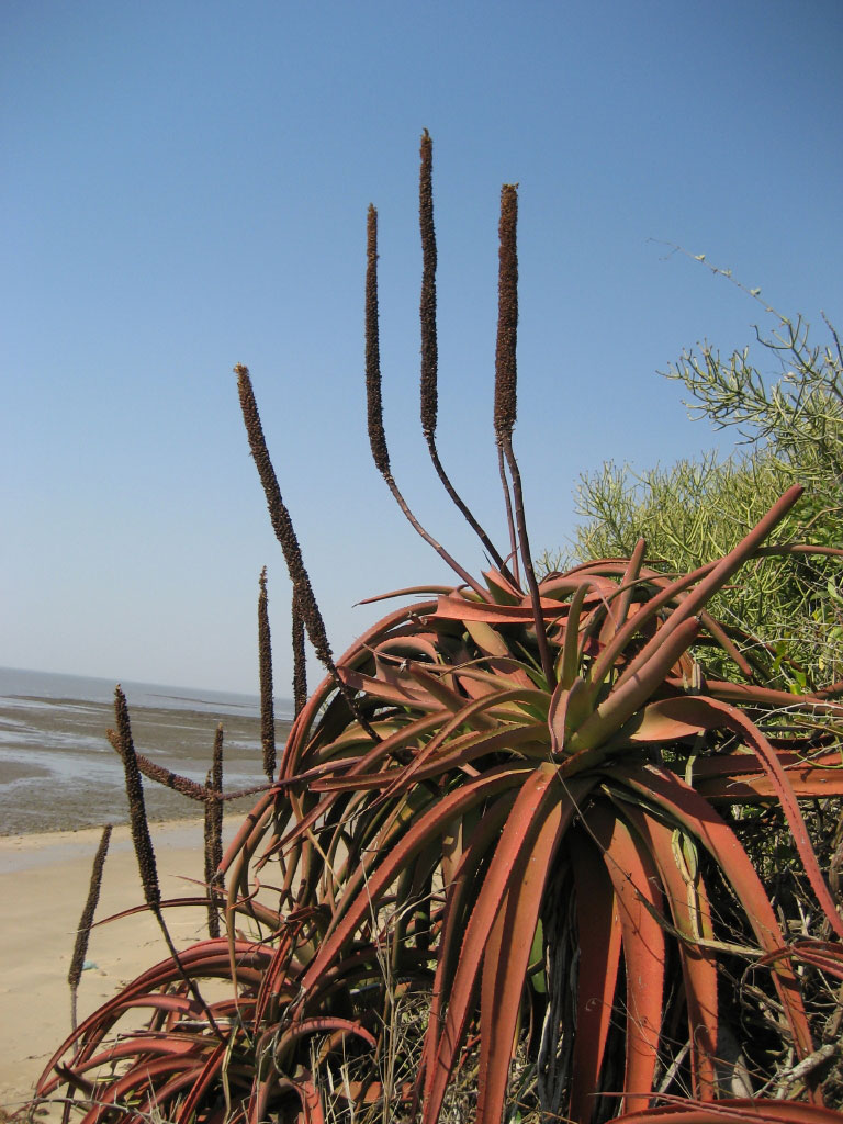 Aloe spicata