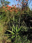 Aloe swynnertonii
