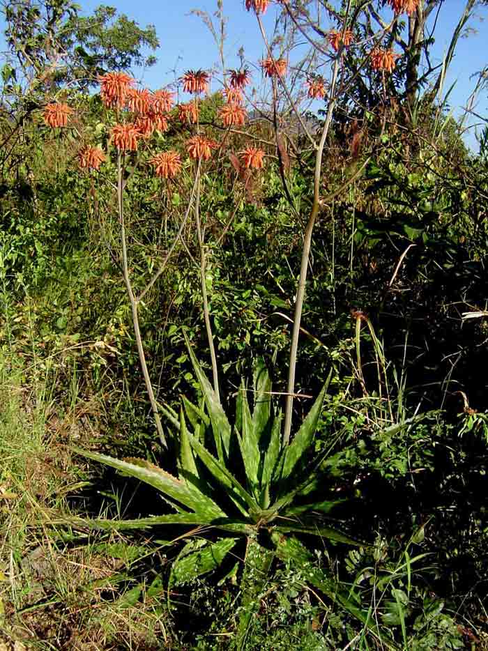 Aloe swynnertonii