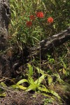 Aloe swynnertonii