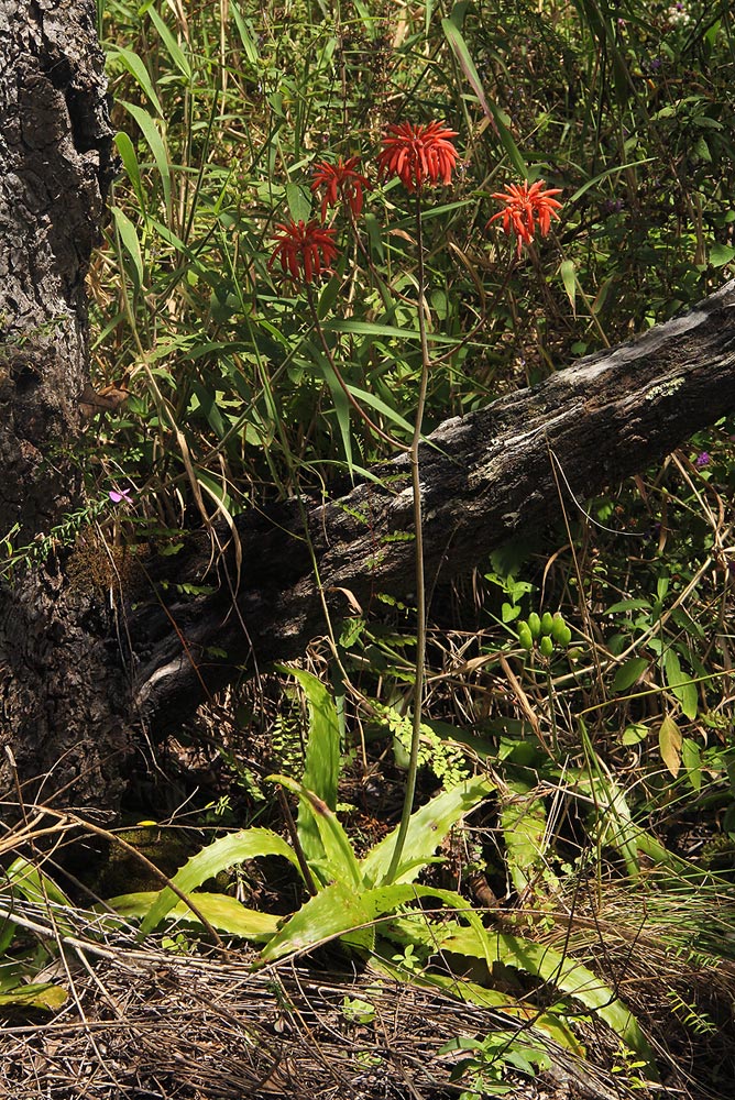 Aloe swynnertonii