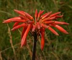 Aloe swynnertonii