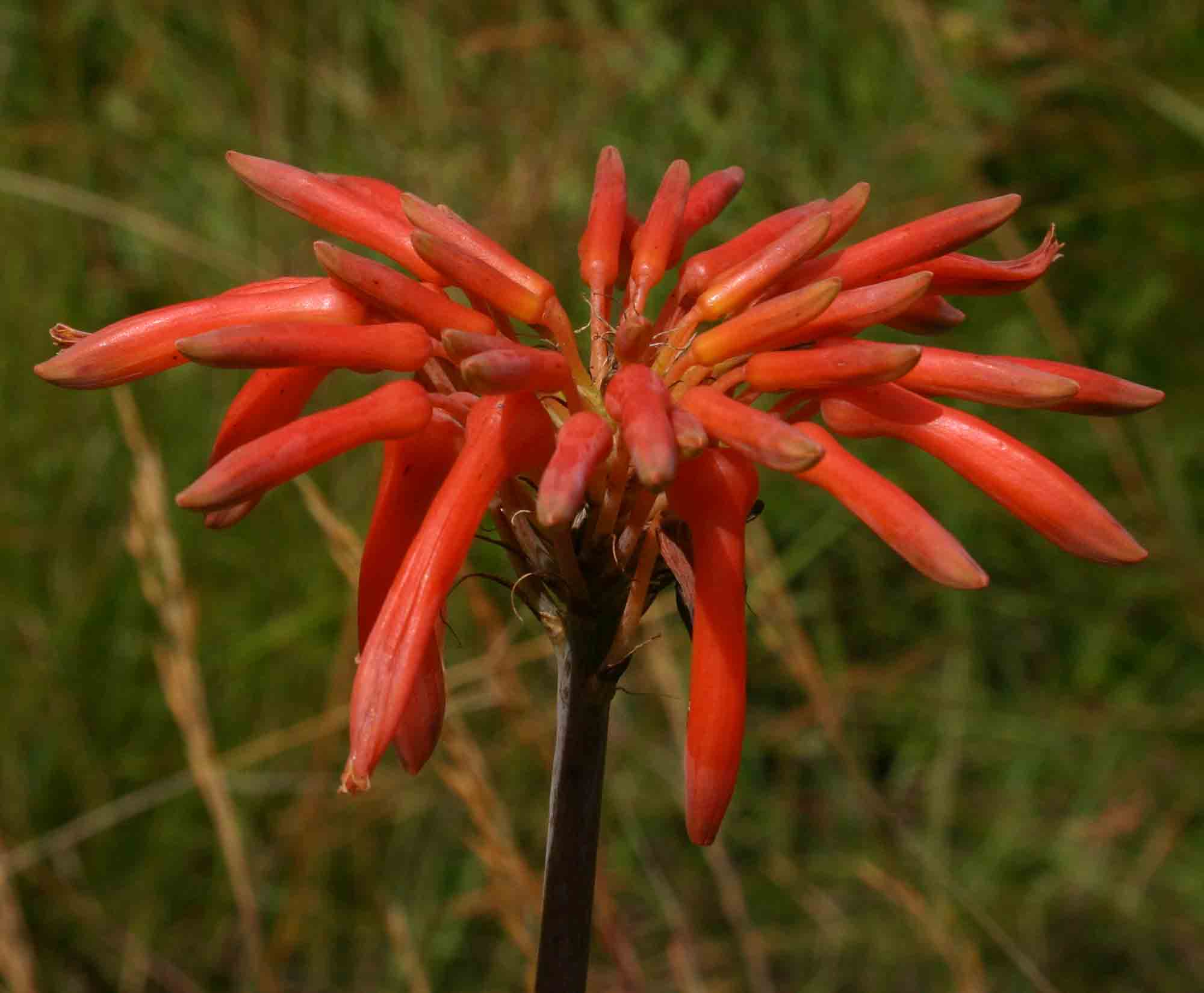 Aloe swynnertonii