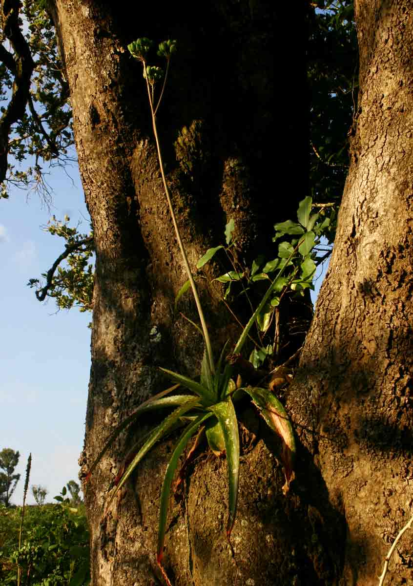 Aloe swynnertonii