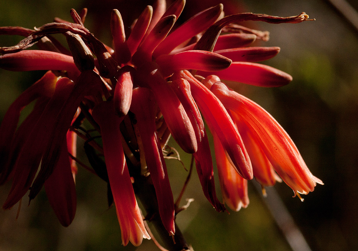 Aloe swynnertonii