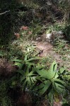 Aloe swynnertonii