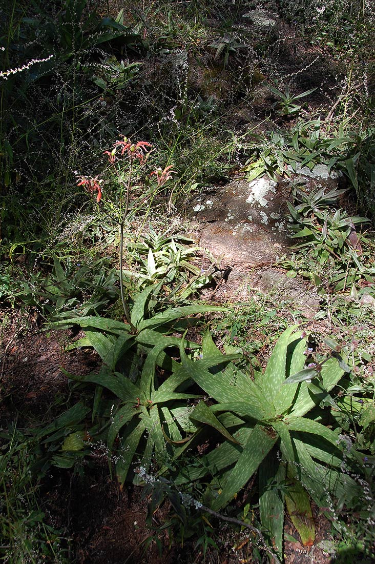 Aloe swynnertonii