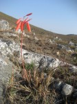 Aloe wildii