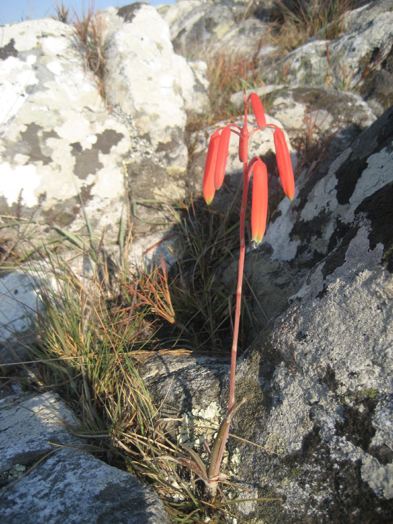 Aloe wildii