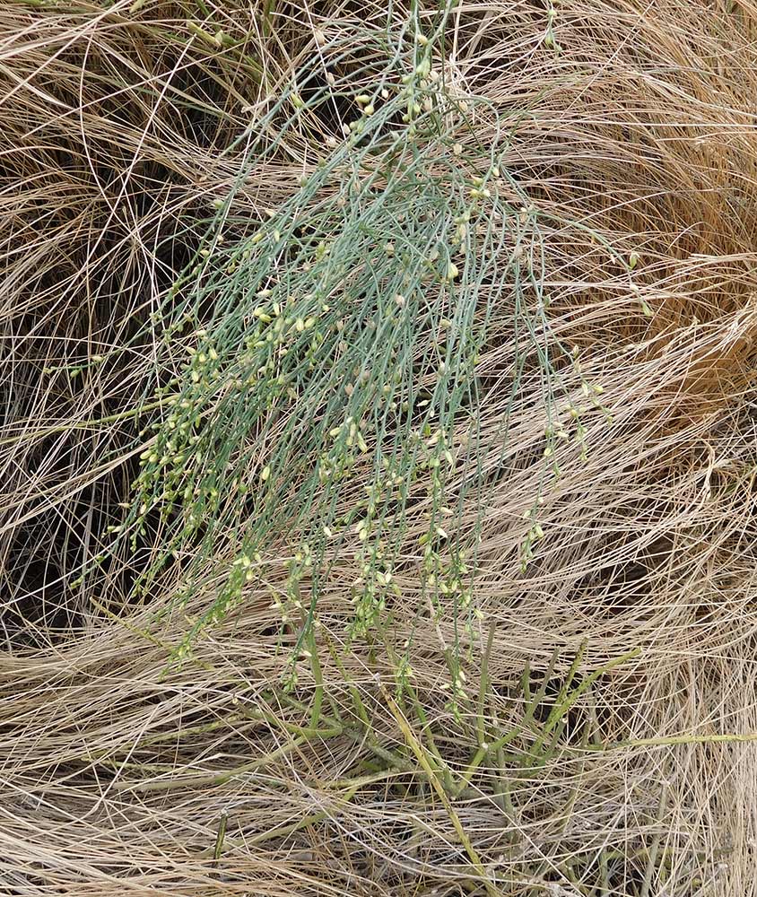 Schizobasis intricata