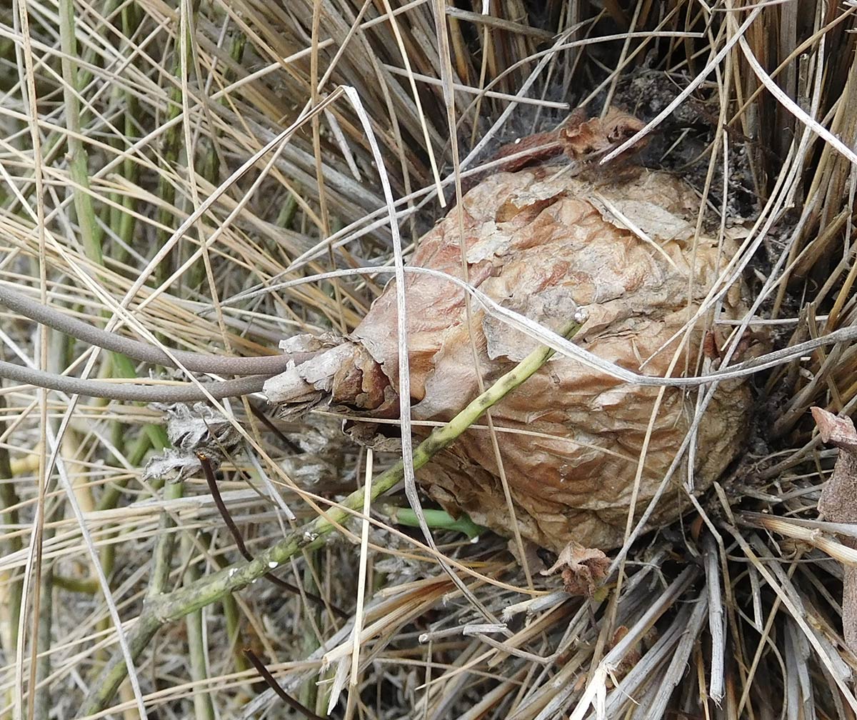 Schizobasis intricata