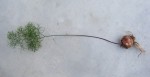 Schizobasis intricata