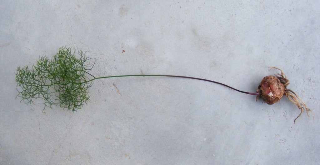 Schizobasis intricata