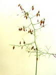 Schizobasis intricata