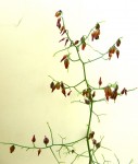 Schizobasis intricata