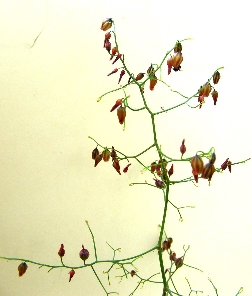 Schizobasis intricata