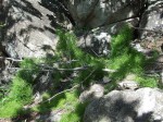 Bowiea volubilis
