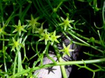 Bowiea volubilis
