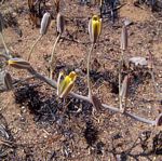 Albuca kirkii