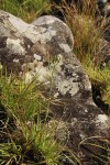 Albuca kirkii