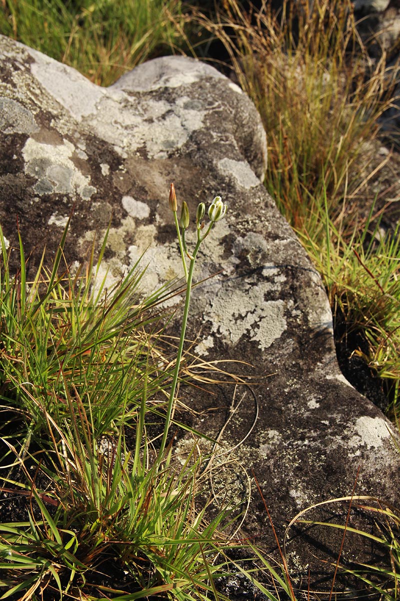 Albuca kirkii