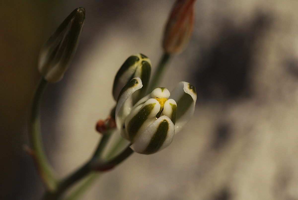 Albuca kirkii