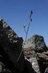 Albuca kirkii