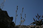 Albuca kirkii