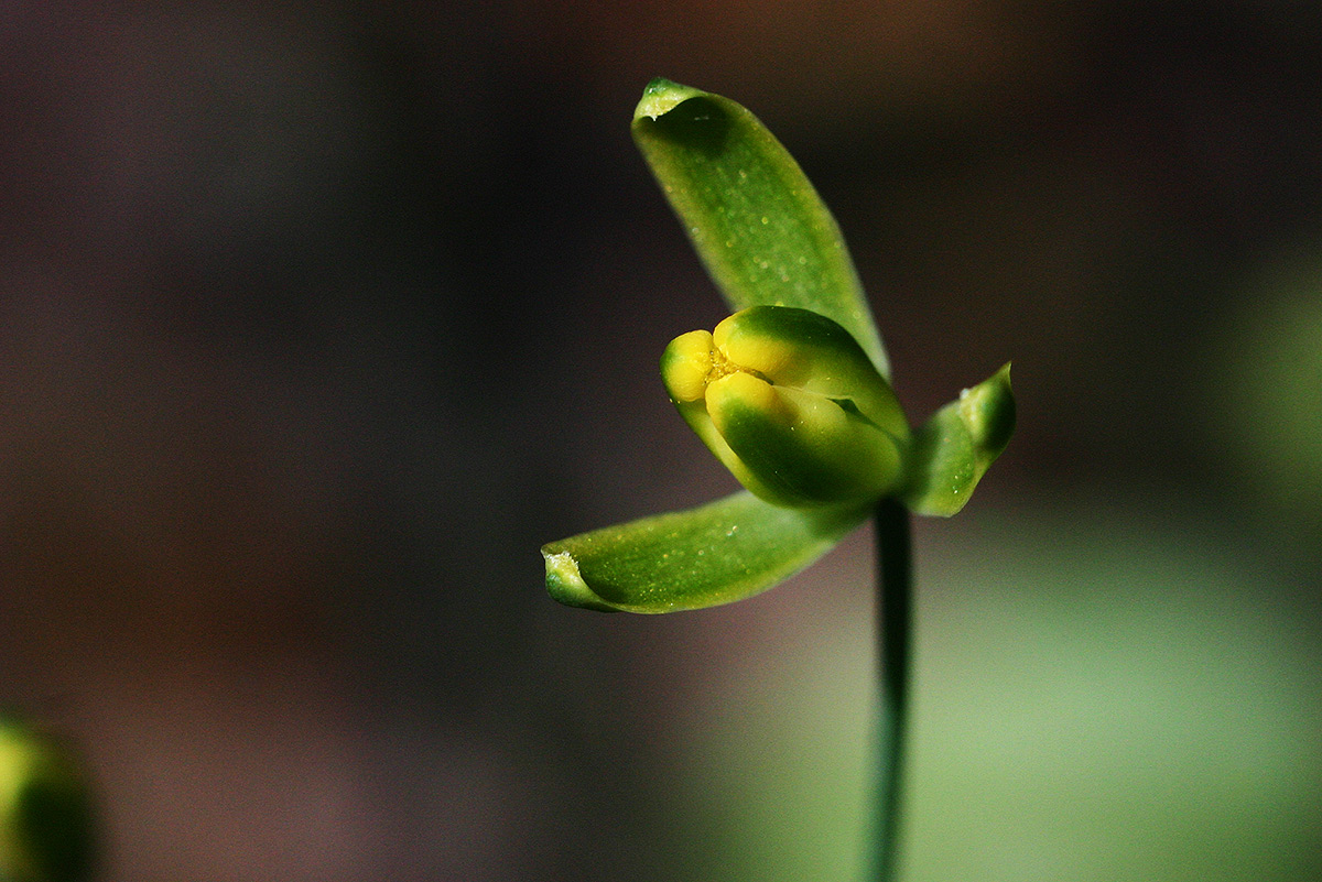Albuca kirkii
