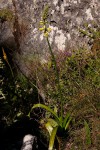 Albuca abyssinica