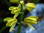 Albuca abyssinica