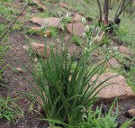 Albuca setosa