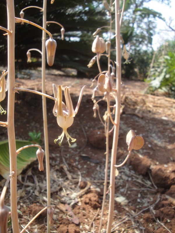 Drimia indica