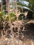 Drimia indica