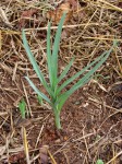 Drimia indica