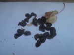Drimia indica