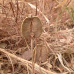 Drimia indica