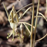 Drimia indica