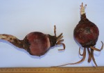 Drimia sanguinea