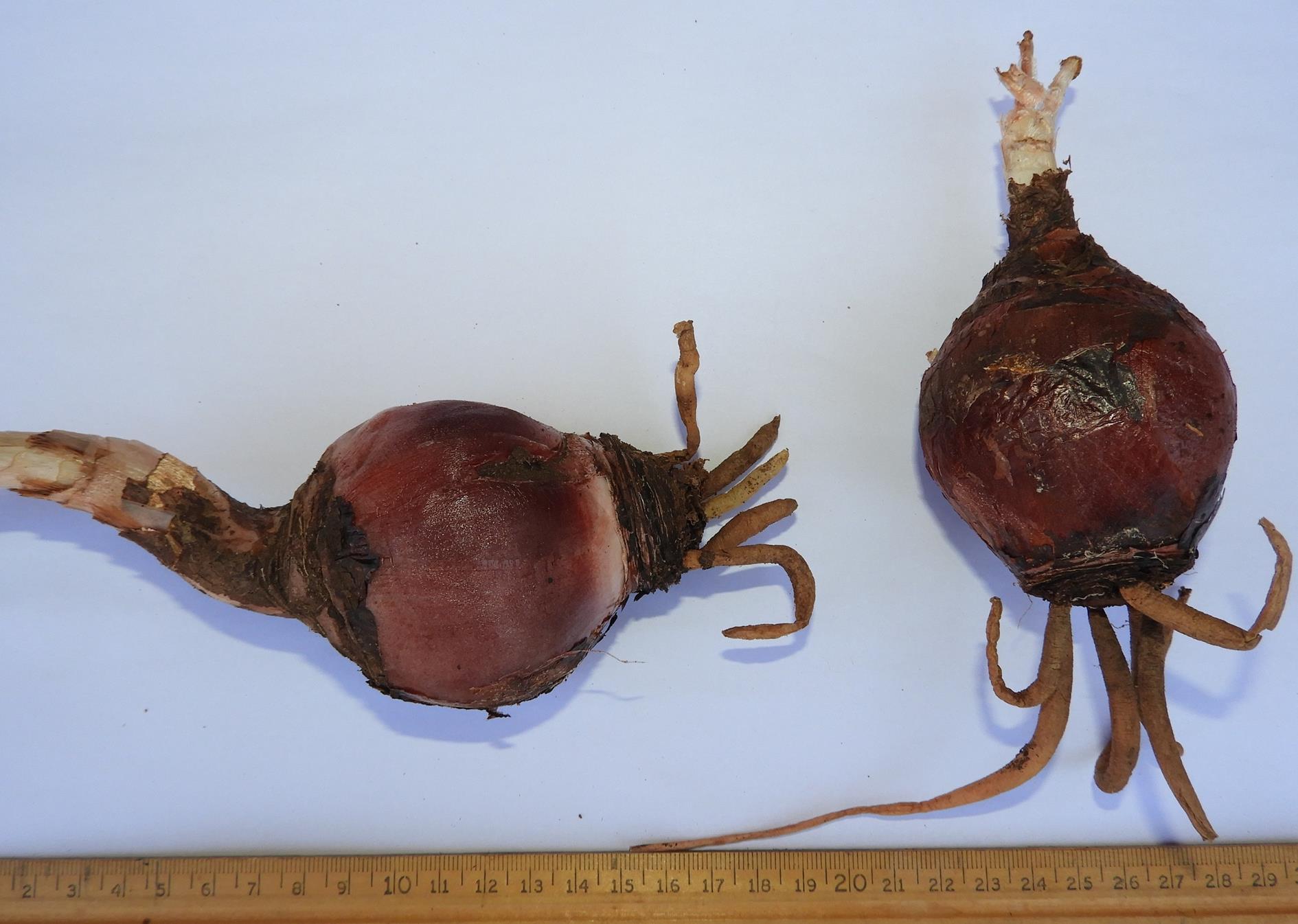 Drimia sanguinea