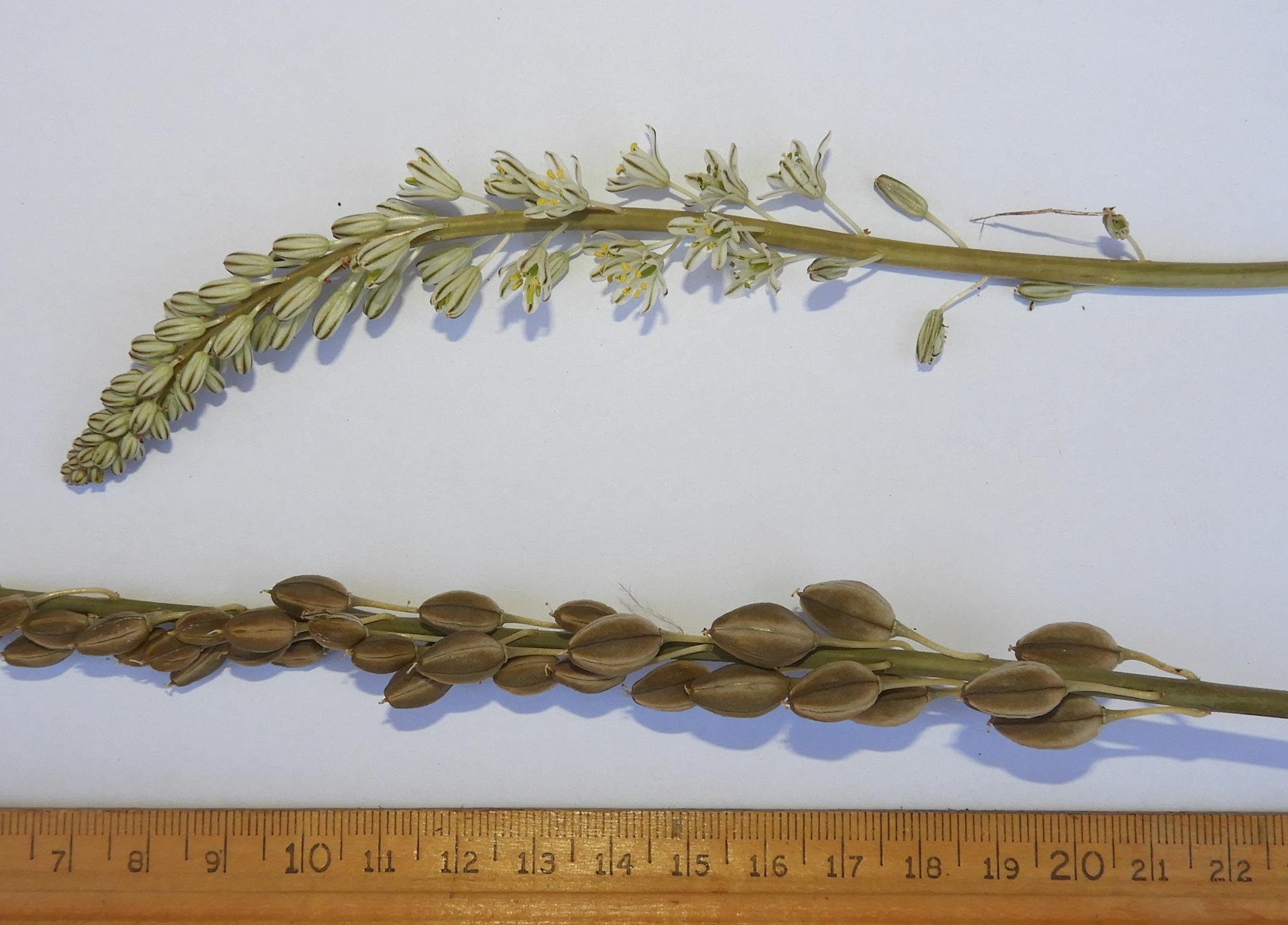 Drimia sanguinea