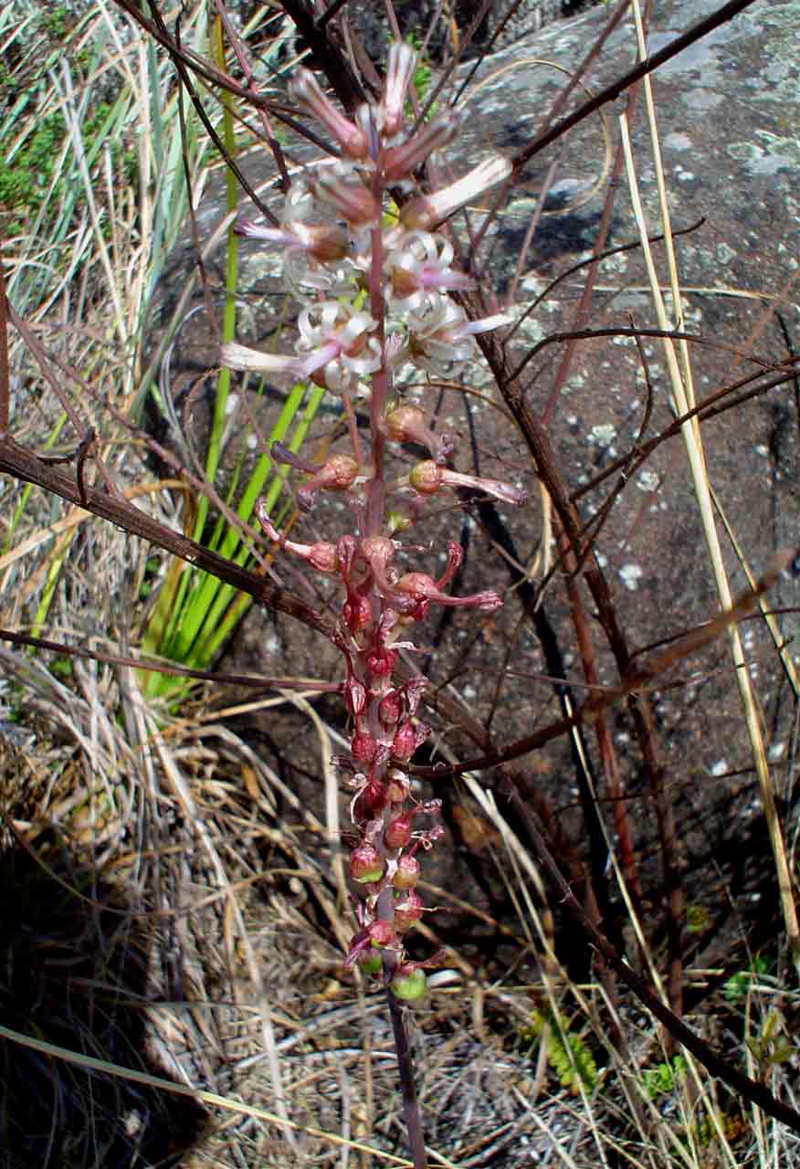 Drimia elata