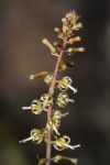 Drimia elata